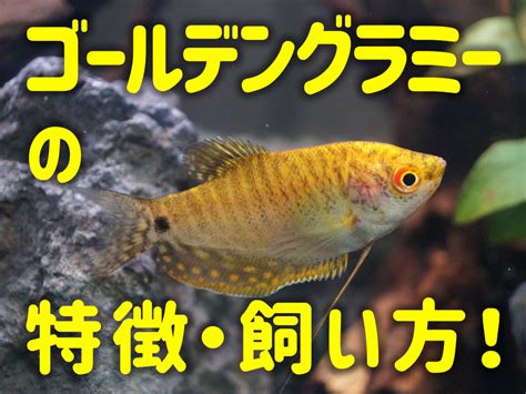 魚 金色|ゴールデングラミーの飼い方・特徴！水槽サイズや餌、病気など。